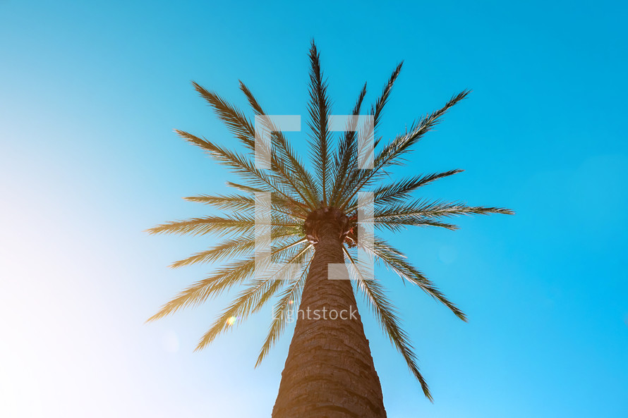 palm trees and blue sky background, tropical climate