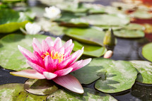 lotus flowers in a pond 