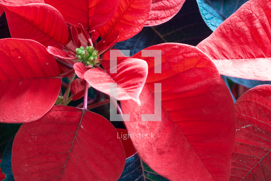 red poinsettia background 