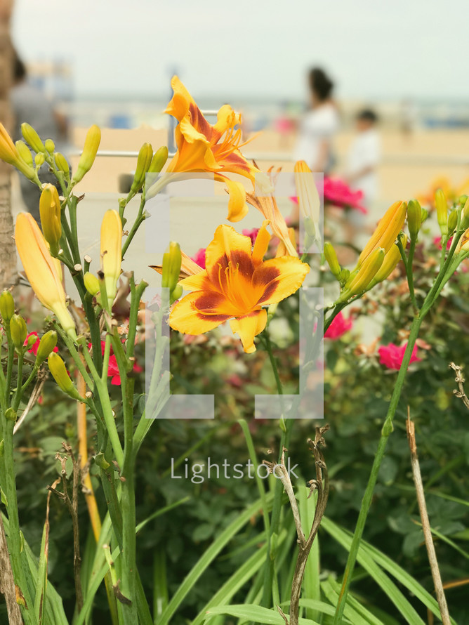 yellow flowers at the beach 