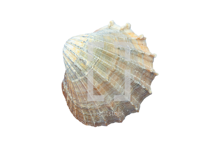 Seashell rests on a pristine white surface, displaying its intricate ridges and captivating texture