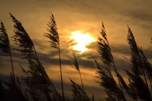 Marsh Grasses on a Windy Golden Evening