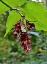 Himalayan Honeysuckle Flower with Big Green Leaves