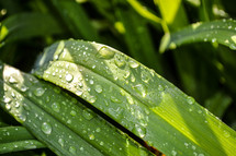 rain drops on green leaves 