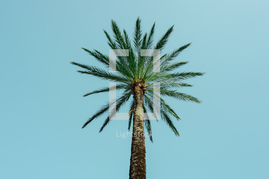 palm tree in the beach, tropical climate