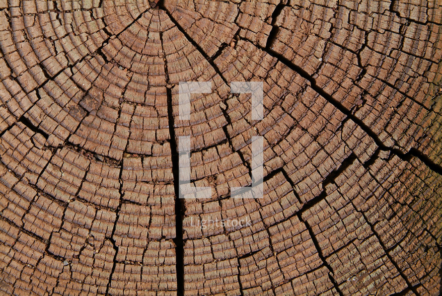 Closeup of tree stump showing growth rings 