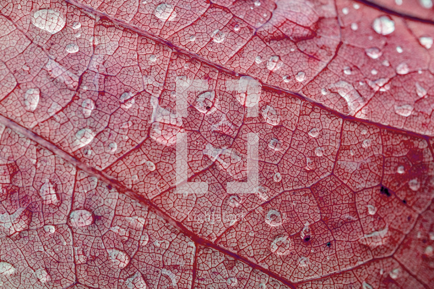 raindrops on the red tree leaf in autumn season