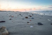 sea shells on a beach 