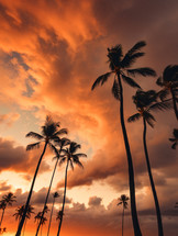 Palm trees during a summer sunset