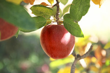 apple hanging from a tree 