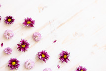Pink daisies on a white wood background