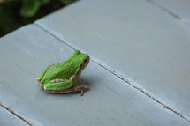 green tree frog closeup 