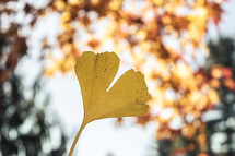 yellow ginkgo leaf in fall 