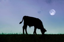 cow silhouette grazing in the countryside and sunset background