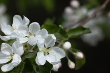 apple blossoms 