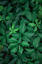 green plant leaves in the nature in springtime