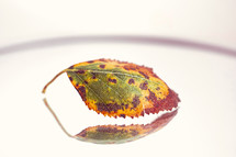 red leaf reflection, autumn leaves