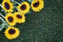 sunflowers against green grass background