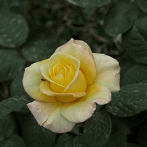 romantic yellow rose in the garden in springtime