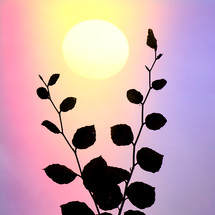 tree branches silhouette and sunset background