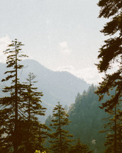 trees in a mountain forest 