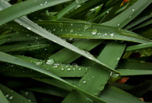 Raindrops on Daffodil Leaves