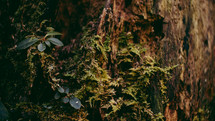 moss and lichen on a tree trunk 
