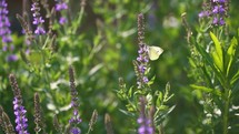 Butterfly in spring flowers garden, Slow motion Green nature background
