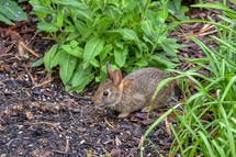 baby bunny in a flower bed 