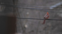 cardinal on a power line 