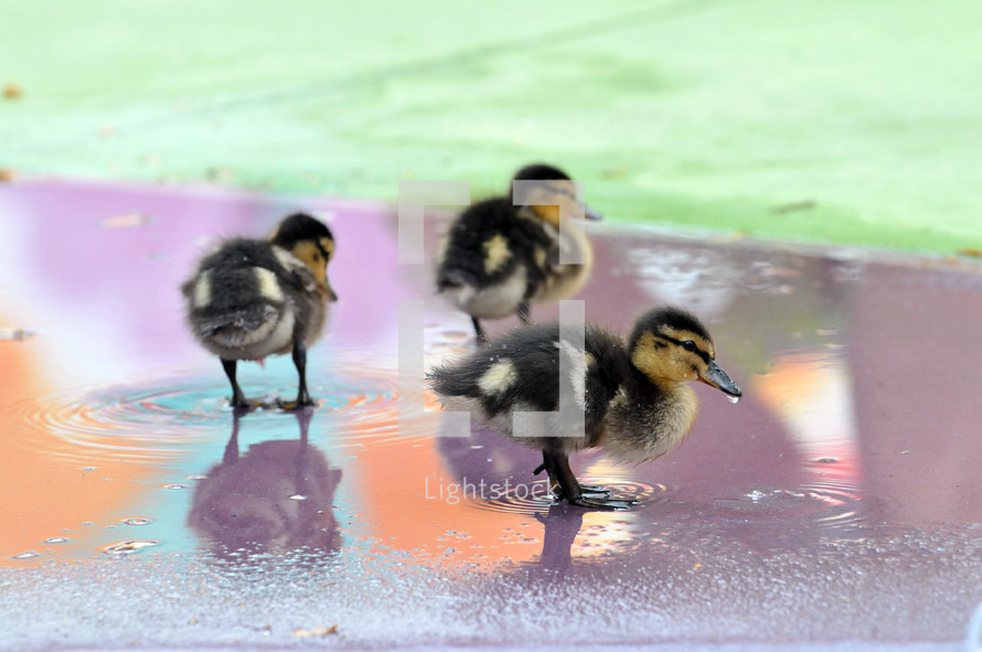 Ducklings in a puddle of water.