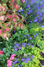 A colorful array in a flower bed. 