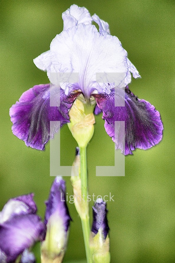 white and purple iris 