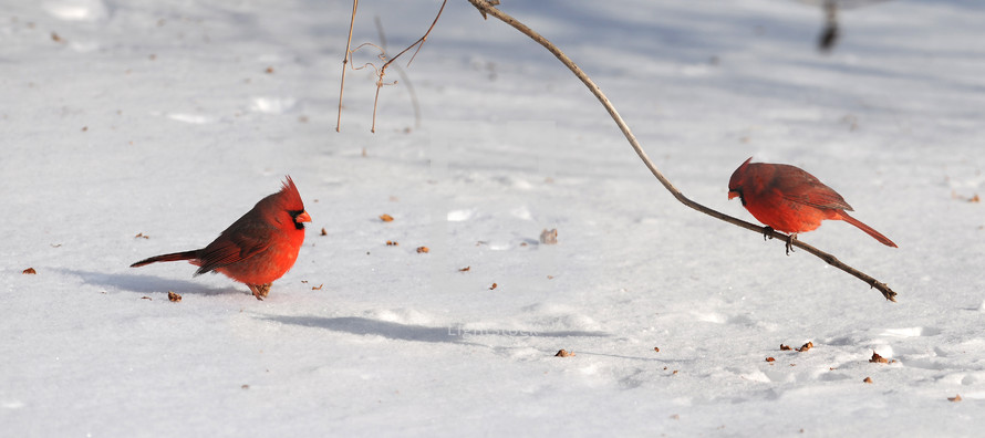 red cardinals in the snow 