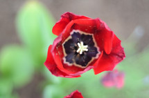 red tulip blooming 