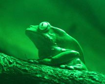 A green tree frog 