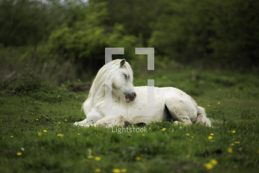 a horse resting in a field 