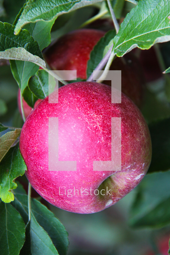 red apple on a tree 