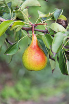 pear hanging on a tree 