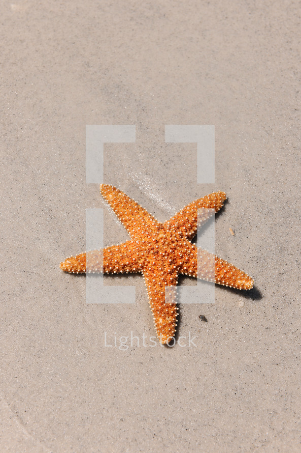 Starfish on a sandy beach.