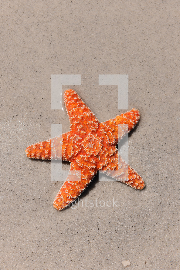 Starfish in the wet sand on the beach.