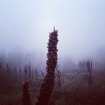 vegetation growing on a foggy forest floor
