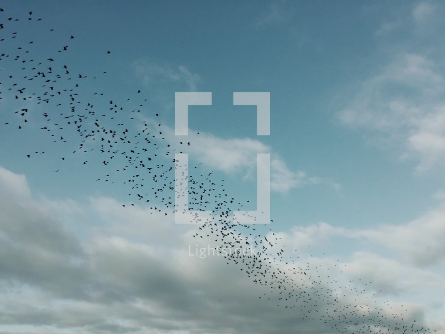 flock of starlings in flight 