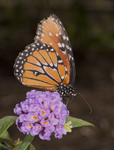 butterfly on a butterfly bush 