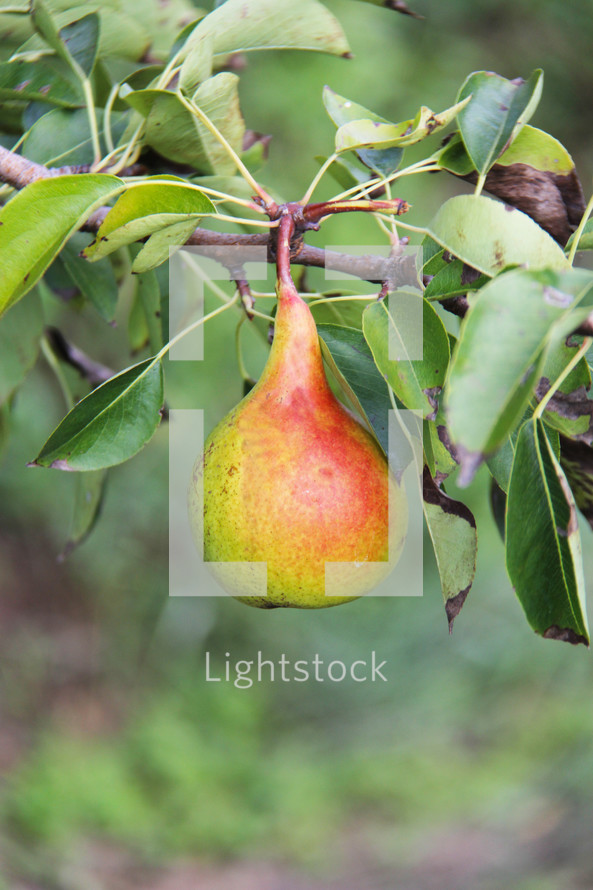 pear hanging on a tree 