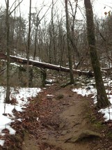 snow and a fallen tree along a forest trail 