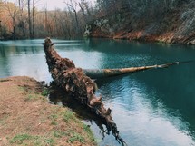 A fallen tree in a river surrounded by trees.