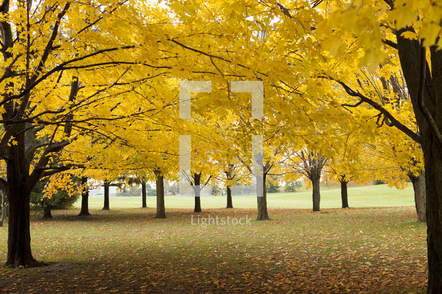 yellow Autumn trees