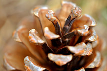 Pine cone, closeup