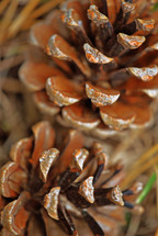 Two pine cones, closeup.